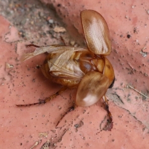 Cyclocephala signaticollis at Pambula Beach, NSW - 23 Dec 2021 07:12 AM
