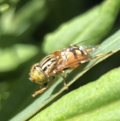 Eristalinus punctulatus (Golden Native Drone Fly) at Belconnen, ACT - 23 Dec 2021 by Dora