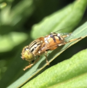 Eristalinus punctulatus at Belconnen, ACT - 23 Dec 2021