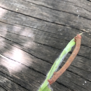 Pholodes sinistraria at Belconnen, ACT - 23 Dec 2021