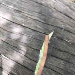 Pholodes sinistraria at Belconnen, ACT - 23 Dec 2021