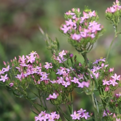 Centaurium sp. (Centaury) at Bournda, NSW - 20 Dec 2021 by KylieWaldon