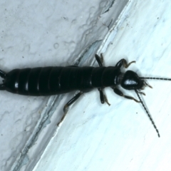 Anisolabididae (family) (Unidentified wingless earwig) at Ainslie, ACT - 20 Dec 2021 by jb2602