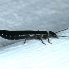 Anisolabididae (family) at Ainslie, ACT - 20 Dec 2021