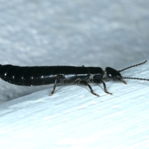 Anisolabididae (family) at Ainslie, ACT - 20 Dec 2021