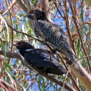 Eudynamys orientalis at Macarthur, ACT - 22 Dec 2021