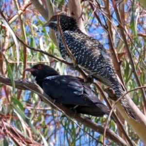 Eudynamys orientalis at Macarthur, ACT - 22 Dec 2021 10:41 AM