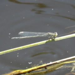 Ischnura heterosticta (Common Bluetail Damselfly) at Goulburn, NSW - 21 Dec 2021 by MatthewFrawley