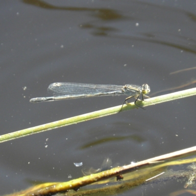 Ischnura heterosticta (Common Bluetail Damselfly) at Goulburn, NSW - 21 Dec 2021 by MatthewFrawley