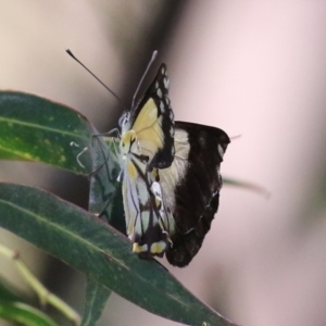 Belenois java at Fyshwick, ACT - 22 Dec 2021 12:49 PM