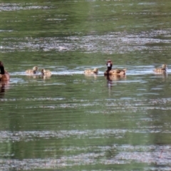 Aythya australis at Fyshwick, ACT - 22 Dec 2021