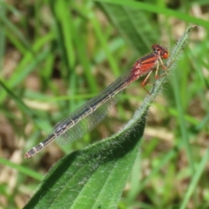 Xanthagrion erythroneurum at Fyshwick, ACT - 22 Dec 2021