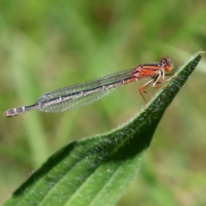 Xanthagrion erythroneurum at Fyshwick, ACT - 22 Dec 2021 11:20 AM