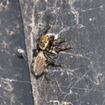 Maratus griseus (Jumping spider) at Jerrabomberra Wetlands - 22 Dec 2021 by RodDeb