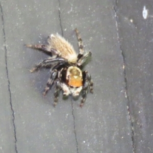 Maratus griseus at Fyshwick, ACT - 22 Dec 2021