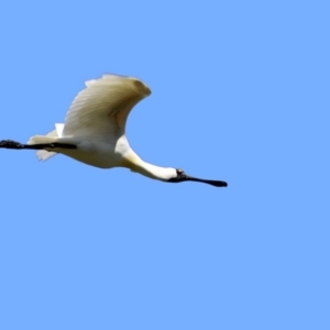 Platalea regia at Fyshwick, ACT - 22 Dec 2021 11:26 AM