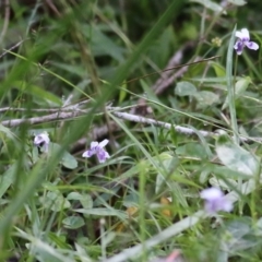 Viola sp. (Violet) at Bournda, NSW - 20 Dec 2021 by KylieWaldon