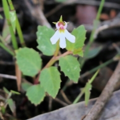 Lobelia purpurascens (White Root) at Bournda, NSW - 19 Dec 2021 by KylieWaldon