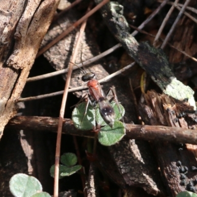 Unverified Flower wasp (Scoliidae or Tiphiidae) at Bournda, NSW - 20 Dec 2021 by KylieWaldon