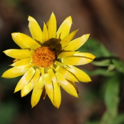 Xerochrysum bracteatum (Golden Everlasting) at Bournda, NSW - 19 Dec 2021 by KylieWaldon