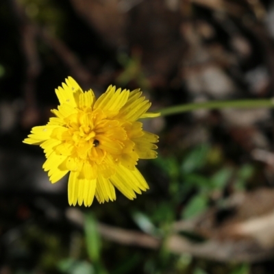 Hypochaeris radicata (Cat's Ear, Flatweed) at Bournda, NSW - 19 Dec 2021 by KylieWaldon