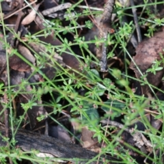 Galium gaudichaudii (Rough Bedstraw) at Bournda, NSW - 19 Dec 2021 by KylieWaldon