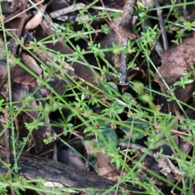 Galium gaudichaudii (Rough Bedstraw) at Bournda, NSW - 19 Dec 2021 by KylieWaldon