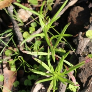 Senecio madagascariensis at Bournda, NSW - 20 Dec 2021 07:44 AM