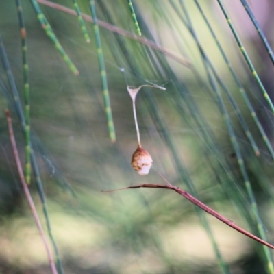 Unverified Other Arthropod at Bournda, NSW - 20 Dec 2021 by KylieWaldon
