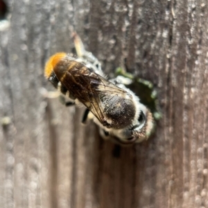 Megachile ferox at Yarralumla, ACT - 21 Dec 2021 12:45 PM