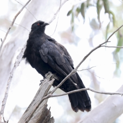 Corcorax melanorhamphos (White-winged Chough) at Bruce Ridge to Gossan Hill - 23 Dec 2021 by AlisonMilton