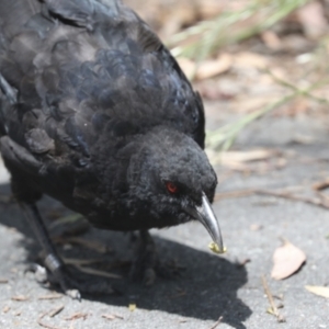 Corcorax melanorhamphos at Bruce, ACT - 23 Dec 2021 11:58 AM