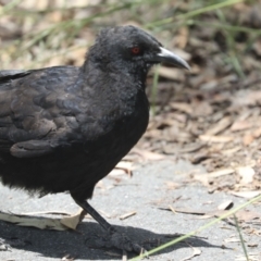 Corcorax melanorhamphos at Bruce, ACT - 23 Dec 2021 11:58 AM