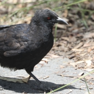 Corcorax melanorhamphos at Bruce, ACT - 23 Dec 2021 11:58 AM