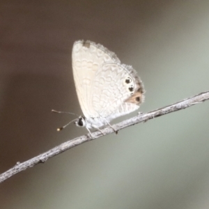 Nacaduba biocellata at Bruce, ACT - 23 Dec 2021