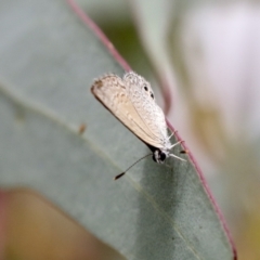 Nacaduba biocellata at Bruce, ACT - 23 Dec 2021