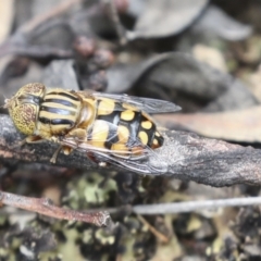 Eristalinus punctulatus (Golden Native Drone Fly) at Bruce, ACT - 22 Dec 2021 by AlisonMilton