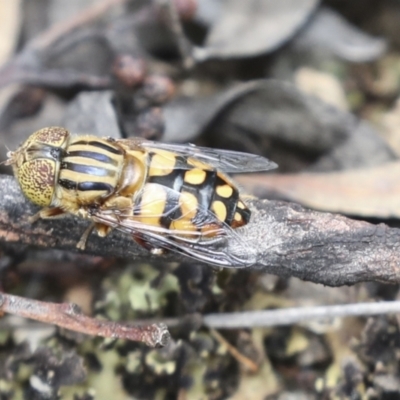 Eristalinus punctulatus (Golden Native Drone Fly) at Bruce, ACT - 23 Dec 2021 by AlisonMilton