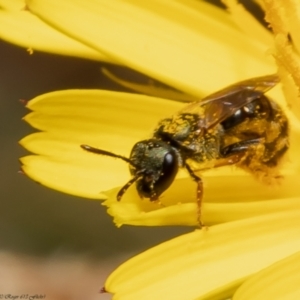 Lasioglossum (Chilalictus) sp. (genus & subgenus) at Latham, ACT - 23 Dec 2021