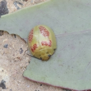 Paropsisterna fastidiosa at Bruce, ACT - 23 Dec 2021 10:41 AM