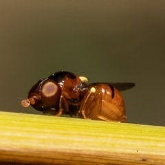 Chloropidae (family) (Frit fly) at Umbagong District Park - 23 Dec 2021 by Roger