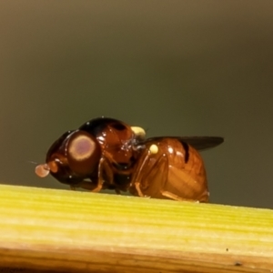 Chloropidae (family) at Latham, ACT - 23 Dec 2021