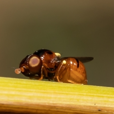 Chloropidae (family) (Frit fly) at Umbagong District Park - 23 Dec 2021 by Roger