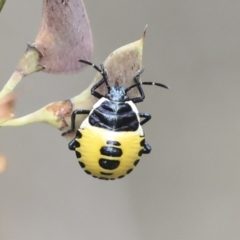 Commius elegans (Cherry Ballart Shield Bug) at Bruce Ridge to Gossan Hill - 22 Dec 2021 by AlisonMilton