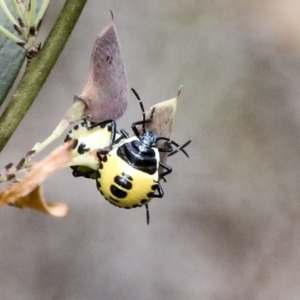 Commius elegans at Bruce, ACT - 23 Dec 2021 10:34 AM