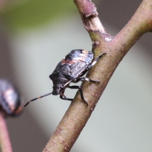 Oechalia schellenbergii at Bruce, ACT - 23 Dec 2021