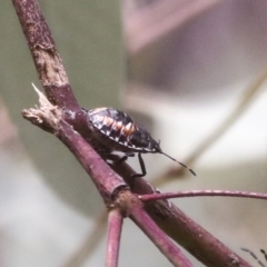 Oechalia schellenbergii at Bruce, ACT - 23 Dec 2021