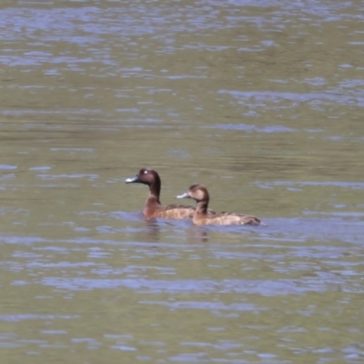 Aythya australis (Hardhead) at Coree, ACT - 21 Dec 2021 by jb2602