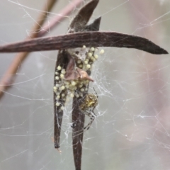 Araneidae (family) (Orb weaver) at Bruce, ACT - 23 Dec 2021 by AlisonMilton