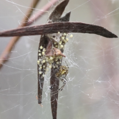 Araneidae (family) (Orb weaver) at Bruce Ridge to Gossan Hill - 22 Dec 2021 by AlisonMilton
